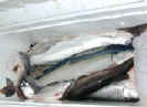 SteelheadBox.JPG (5984 bytes)