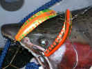 Steelhead_Lures.jpg (29354 bytes)