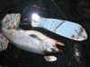 8.31.07_Manistee_Silver_Bullet_12_incher.jpg (145697 bytes)