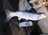 8.31.07_Manistee_Silver_Bullet_Steelhead.jpg (41488 bytes)