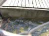 9.18.07_Little_Manistee_Weir_raceway.jpg (73777 bytes)