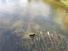 9.18.07_Little_Manistee_water_clarity_2.jpg (70123 bytes)
