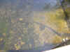 9.18.07_Little_Manistee_water_clarity.jpg (57784 bytes)