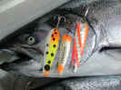 JulyHotLures.JPG (69336 bytes)