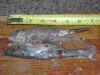 8.31.08_7_6_inch_bait.jpg (126608 bytes)