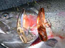 Hot_Lures_11.14.03.jpg (195298 bytes)